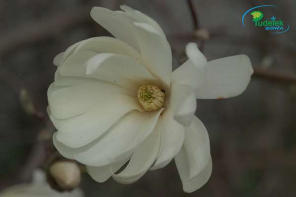 Magnolia Royal Star